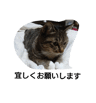 猫屋敷 わさりりあん(丁寧な感じ)（個別スタンプ：40）