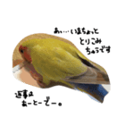 我が家のお鳥様スタンプ（個別スタンプ：3）