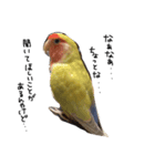 我が家のお鳥様スタンプ（個別スタンプ：7）