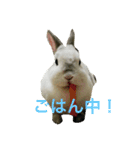 うさぎのみむ山みむ太（個別スタンプ：1）