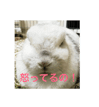 うさぎのみむ山みむ太（個別スタンプ：4）
