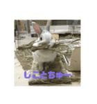 うさぎのみむ山みむ太（個別スタンプ：6）