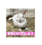うさぎのみむ山みむ太（個別スタンプ：8）