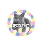 もこちゃんの日常（個別スタンプ：2）