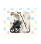 もこちゃんの日常（個別スタンプ：4）