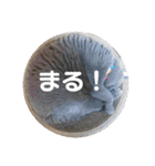 もこちゃんの日常（個別スタンプ：5）