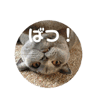 もこちゃんの日常（個別スタンプ：6）