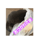 もこちゃんの日常（個別スタンプ：7）