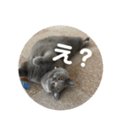もこちゃんの日常（個別スタンプ：11）