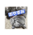 もこちゃんの日常（個別スタンプ：18）