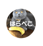 もこちゃんの日常（個別スタンプ：20）