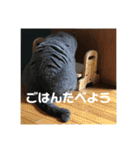 もこちゃんの日常（個別スタンプ：29）