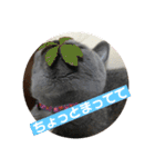 もこちゃんの日常（個別スタンプ：31）