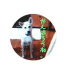 マダムのペット（個別スタンプ：2）