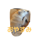 マダムのペット（個別スタンプ：4）