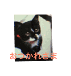 マダムのペット（個別スタンプ：7）