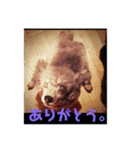 マダムのペット（個別スタンプ：8）