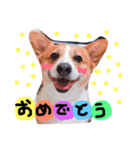 8匹の愉快な愛犬達2（個別スタンプ：7）