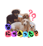 8匹の愉快な愛犬達2（個別スタンプ：9）