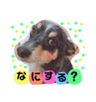 8匹の愉快な愛犬達2（個別スタンプ：29）