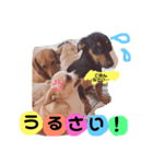 8匹の愉快な愛犬達2（個別スタンプ：31）