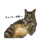 猫のゴンタ（個別スタンプ：1）