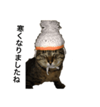 猫のゴンタ（個別スタンプ：2）