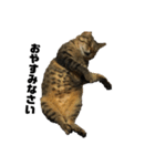 猫のゴンタ（個別スタンプ：3）