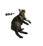猫のゴンタ（個別スタンプ：4）