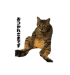 猫のゴンタ（個別スタンプ：5）