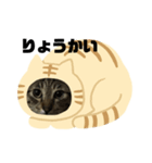 猫のゴンタ（個別スタンプ：6）