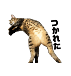 猫のゴンタ（個別スタンプ：7）