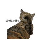 猫のゴンタ（個別スタンプ：8）