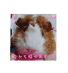 全員大集合（個別スタンプ：17）