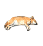 みみとしょこ（個別スタンプ：1）