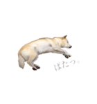 うちのぷちちゃん2（個別スタンプ：1）