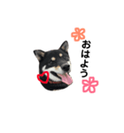 黒柴すずちゃん（個別スタンプ：1）