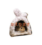虎太郎(うさぎ)のスタンプ（個別スタンプ：2）