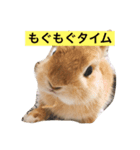 虎太郎(うさぎ)のスタンプ（個別スタンプ：3）