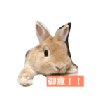 虎太郎(うさぎ)のスタンプ（個別スタンプ：6）