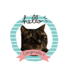 猫にゃんにゃんにゃん（個別スタンプ：11）