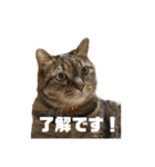 猫にゃんにゃんにゃん（個別スタンプ：15）