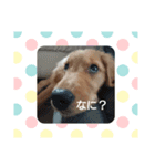 かわいい❤️ゴールデンレトリバー（個別スタンプ：3）