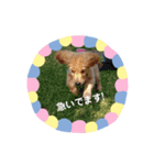 かわいい❤️ゴールデンレトリバー（個別スタンプ：16）
