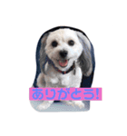 ジョーと婆ちゃん（個別スタンプ：26）