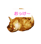 モカのまったりスタンプ（個別スタンプ：5）
