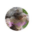 可愛い動物さんのスタンプ（個別スタンプ：4）