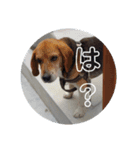 可愛い動物さんのスタンプ（個別スタンプ：6）