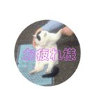可愛い動物さんのスタンプ（個別スタンプ：7）