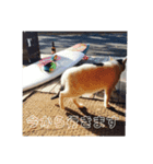可愛い動物さんのスタンプ（個別スタンプ：8）